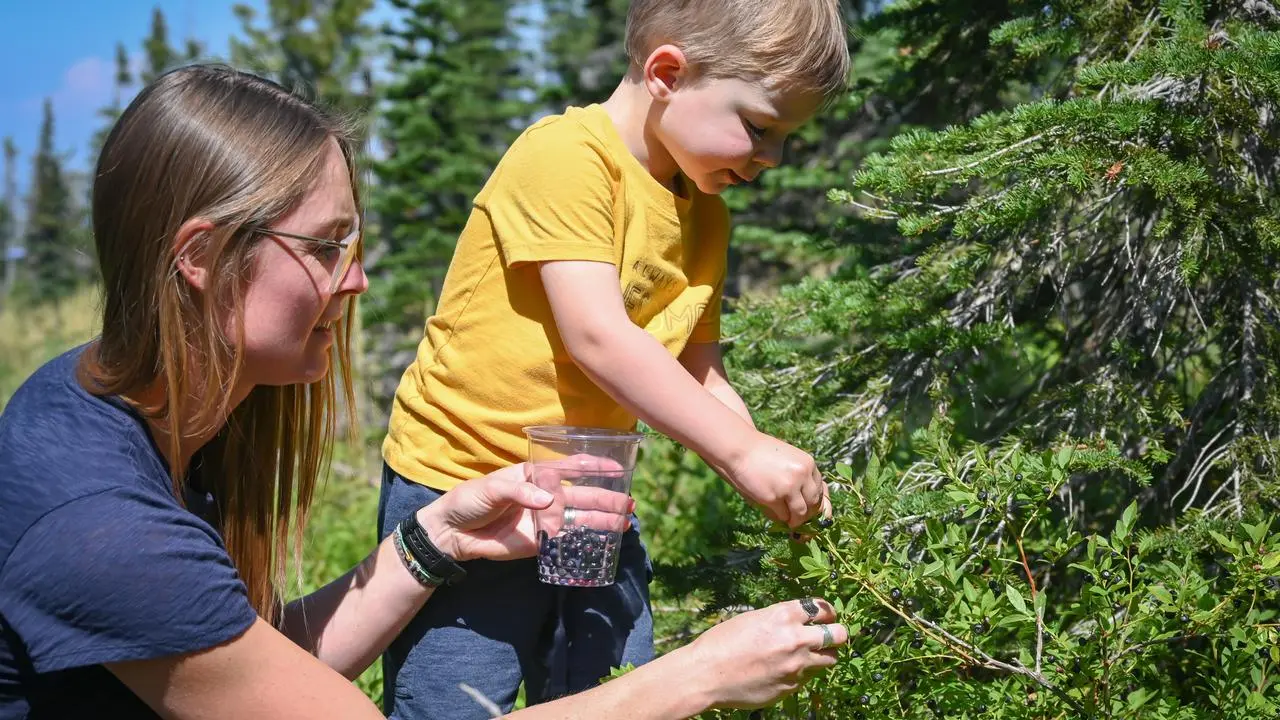Adult with a kid picking huckleberries