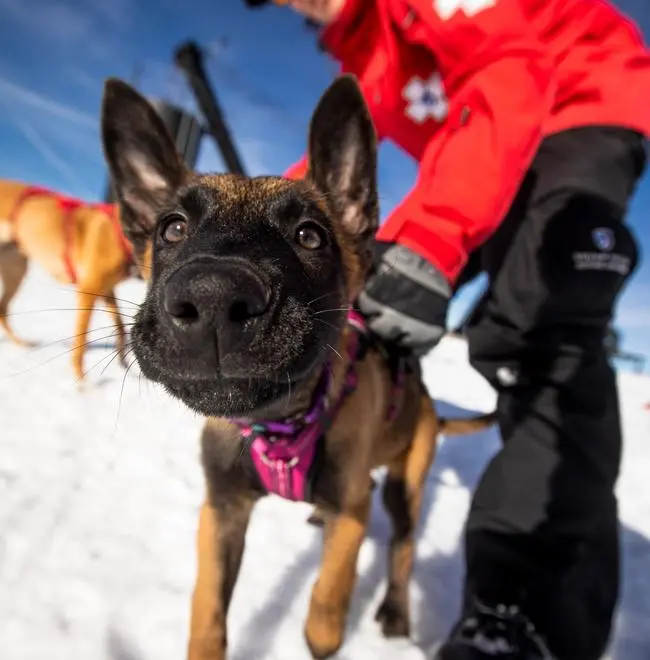 Ski patrol employee holding the collar of a young avalanche dog